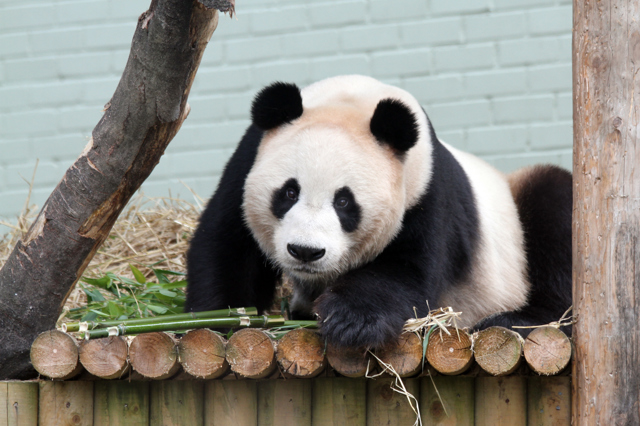 Photo: RZSS Edinburgh Zoo