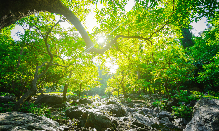 Plan-it green forest.jpg