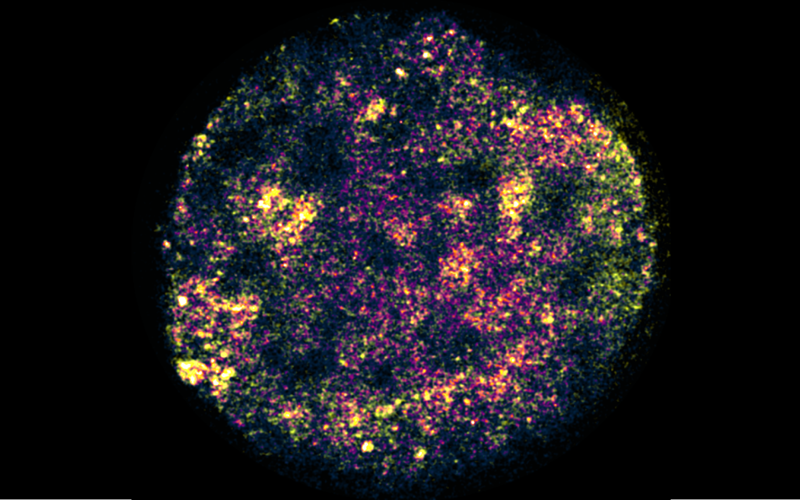 Dna Labelled Within A Zebrafish Embryo Credit Julia Auer