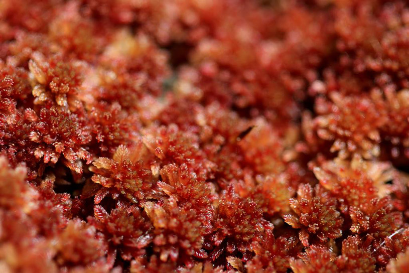 Sphagnum Moss